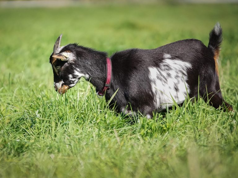 Eine schwarze Ziege mit weißen Flecken grast im grünen Gras.