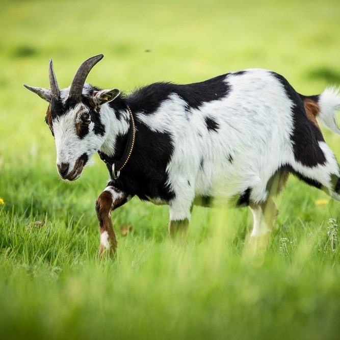 Ziege mit schwarz-weißer Fellzeichnung auf grünem Grasfeld.