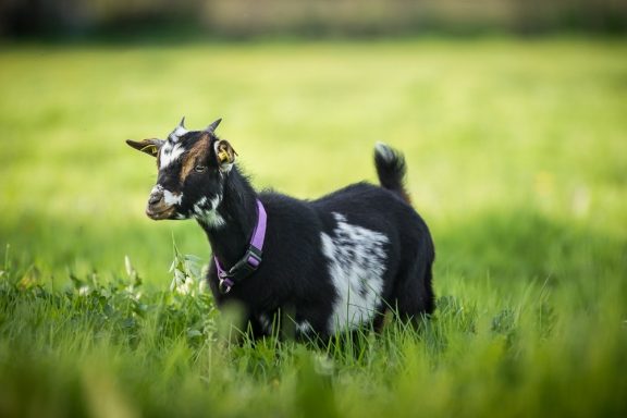 Schwarze Zicklein mit weißen Flecken läuft auf einer grünen Wiese.