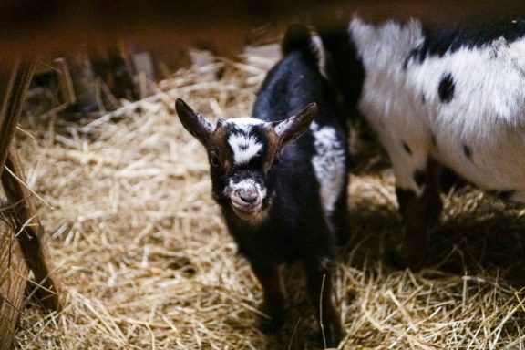 Schwarze Ziegenschnauze mit weißen Flecken, umgeben von Stroh in einem Stall.