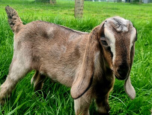 Ziege mit langen Ohren und braunem Fell im Gras stehend.