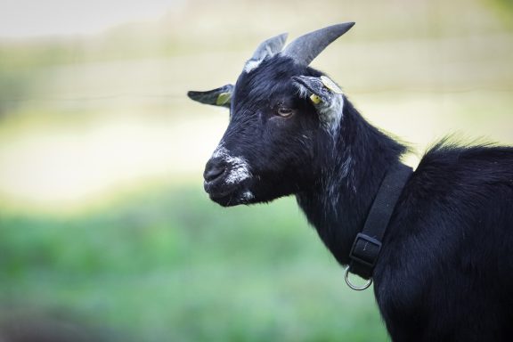 Schwarze Ziege mit weißem Gesicht und gelben Ohren markiert.