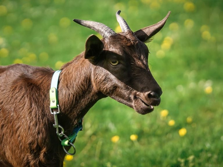 Lakritz Schwarze Ziege mit einem rosa Halsband steht vor unscharfem Hintergrund.