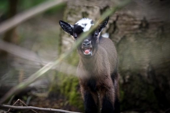 Ziegenjunge mit schwarz-weißer Fellzeichnung steht vor einem Baumstamm.