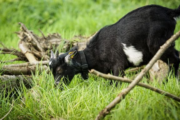 Schwarze Ziege knabbert an Gras in einer grünen Wiese mit Holzstücken.