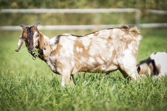 Zwei Ziegen stehen auf einer grünen Wiese, eine frisst Gras.