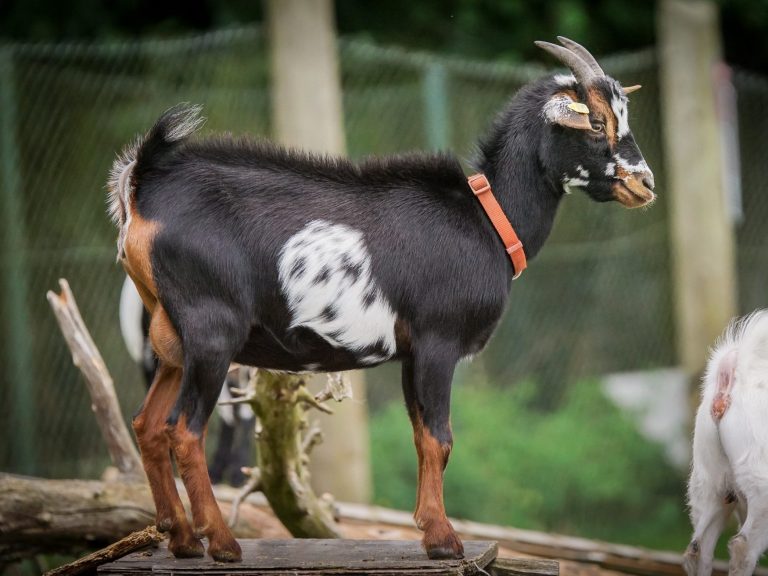 Eine schwarze Ziege mit weißen Flecken grast im grünen Gras.