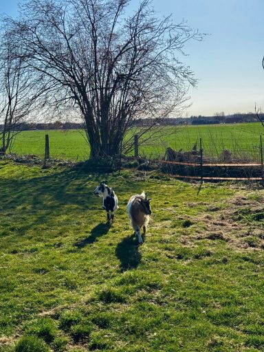 Zwei Tiere laufen über eine grüne Wiese, umgeben von einem Baum und Zaun.