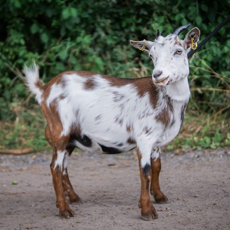 Kelly Schwarzes und weiß geschecktes Zicklein spielt zwischen Bäumen.
