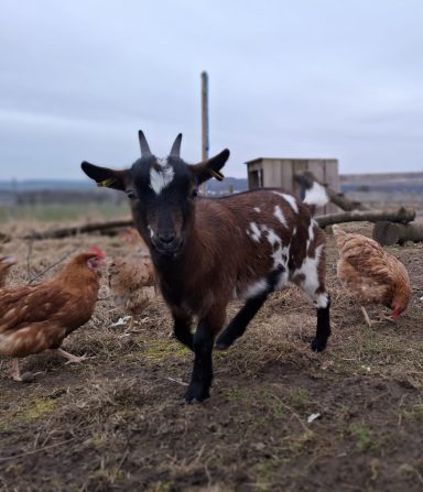 Eine Ziegenschnauze mit schwarzen und weißen Flecken, umgeben von Hühnern auf offenem Feld.