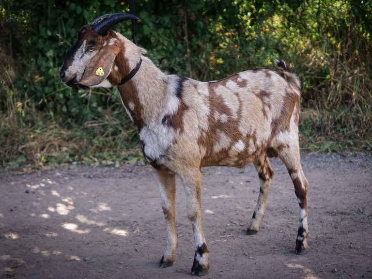 Yoshi Ziege frisst Gras im Freien, trägt ein Halsband und hat helle Flecken.