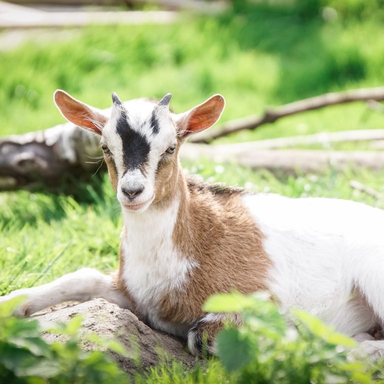 Ziege mit braun-weißer Fellzeichnung liegt auf grünem Gras.
