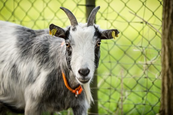 Ziege mit grauem und weißem Fell, orangefarbenem Halsband vor einem Zaun.