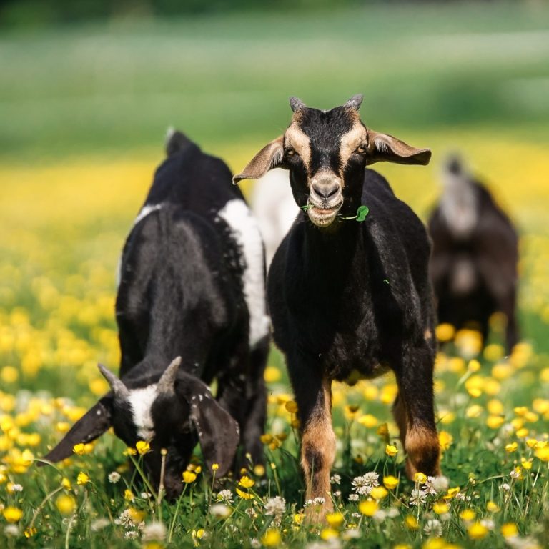Zwergziege Ziege mit schwarzem und weißem Fell, aufrecht stehend und neugierig blickend.