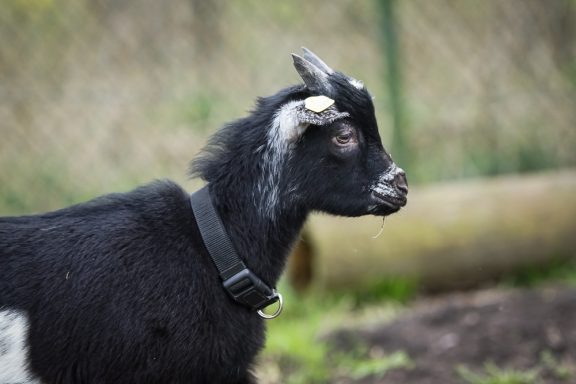 Schwarze Ziege mit einem weißen Fleck und schwarzem Halsband, seitliche Ansicht.