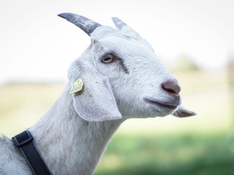 Weißer Ziegenkopf mit Ohrmarke, auf einer grünen Wiese im Hintergrund.