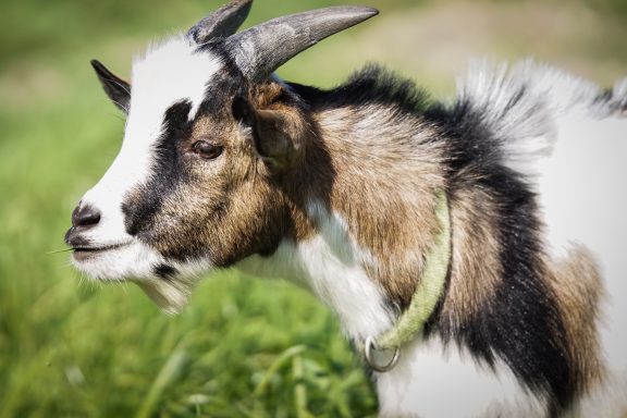 Ziege mit gemustertem Fell und grünem Halsband auf einer Wiese.