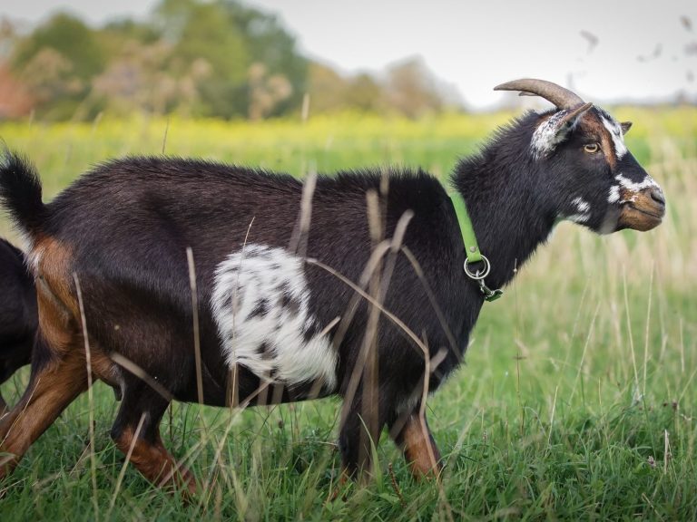 Lolly Eine schwarze Ziege mit weißen Flecken grast im grünen Gras.