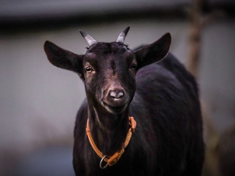 Schwarze Ziege mit einem rosa Halsband steht vor unscharfem Hintergrund.