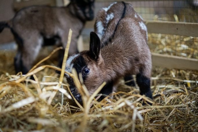 Zwei Ziegenkinder erkunden eine Stroheinlage in einem Stall.