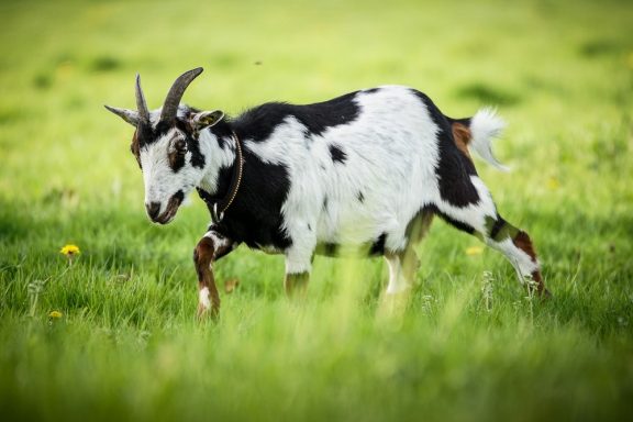 Eine schwarze und weiße Ziege läuft auf einer grünen Wiese.