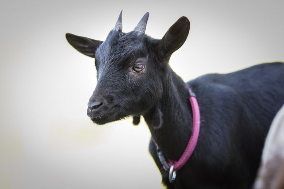 Schwarze Ziege mit kurzen Hörnern und pinkem Halsband.