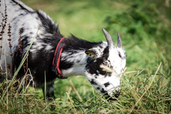 Schwarz-weiße Ziege, die Gras frisst, mit rotem Halsband.