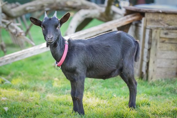 Schwarze Ziege mit pinkem Halsband steht auf grünem Gras neben einem Holzstall.