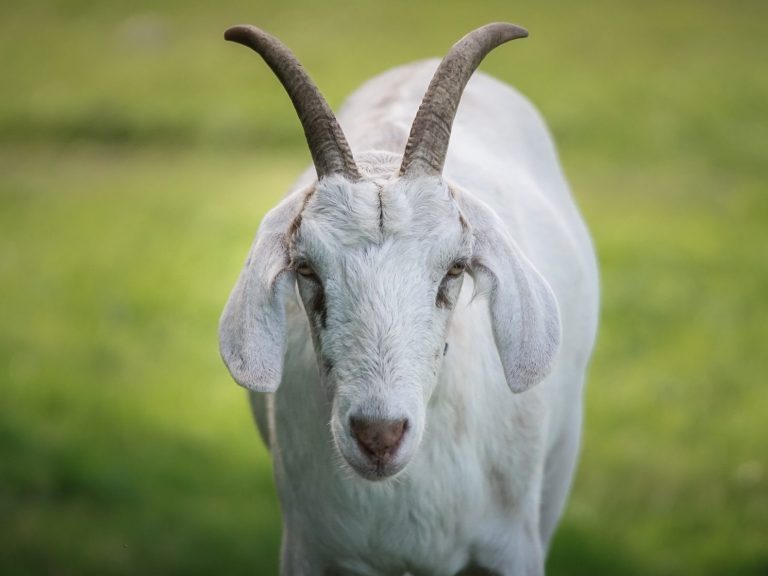 BIbi Weißer Ziegenkopf mit Ohrmarke, auf einer grünen Wiese im Hintergrund.