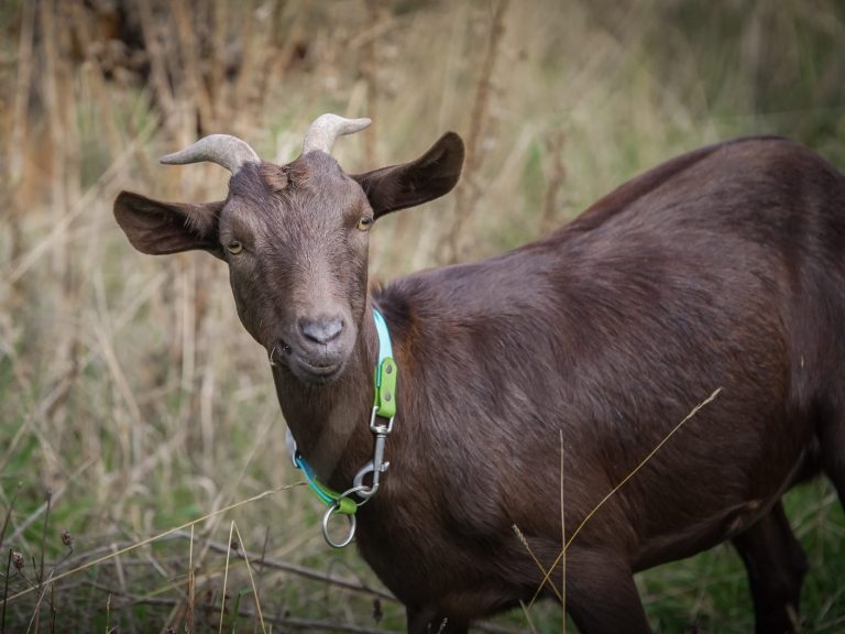 Lakritz Schwarze Ziege mit einem rosa Halsband steht vor unscharfem Hintergrund.