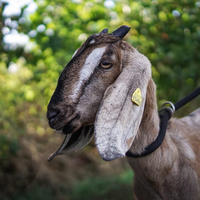 Eine Ziegenkopf, der Gras im Freien grast, umgeben von grünem Hintergrund.