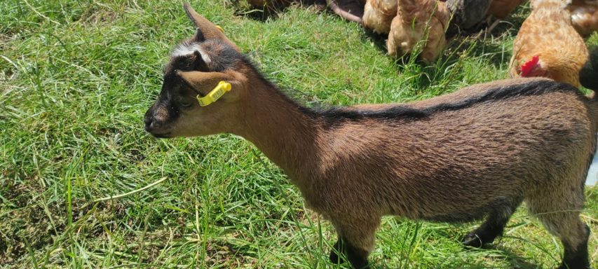 Ziege mit gelbem Ohrmarken auf einer Wiese, im Hintergrund weitere Tiere.