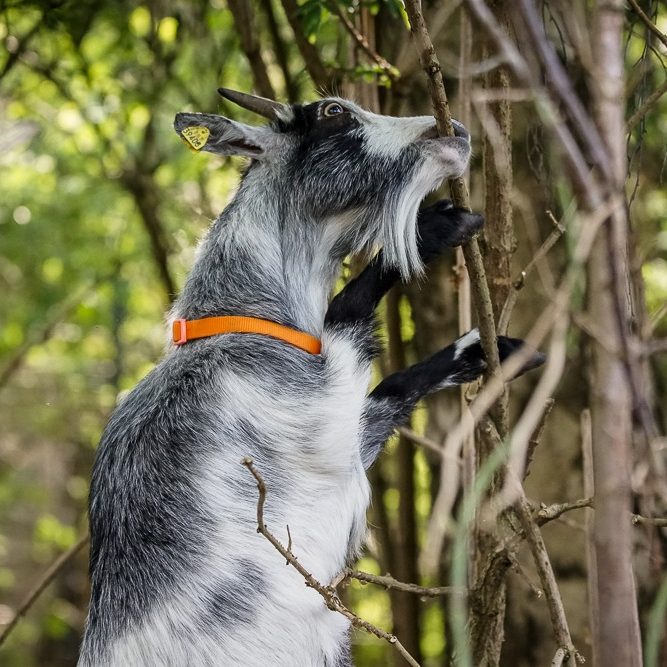 Ziege in einem Wald, die an einem Baum schnuppert und mit einem orangefarbenen Halsband.