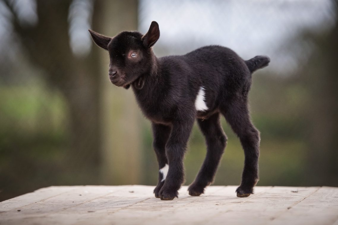 2026: 0.1 BAGHIRA Mini-Nubier F1 von SIMBA