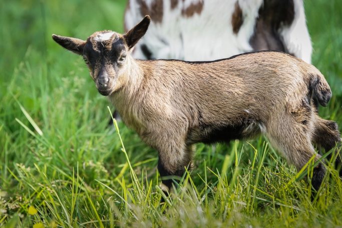 Ein Ziegenkitten steht auf grüner Wiese, mit braunem und schwarzem Fell.