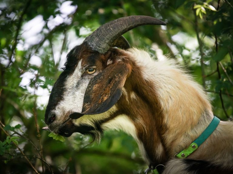 Ziege frisst Gras im Freien, trägt ein Halsband und hat helle Flecken.