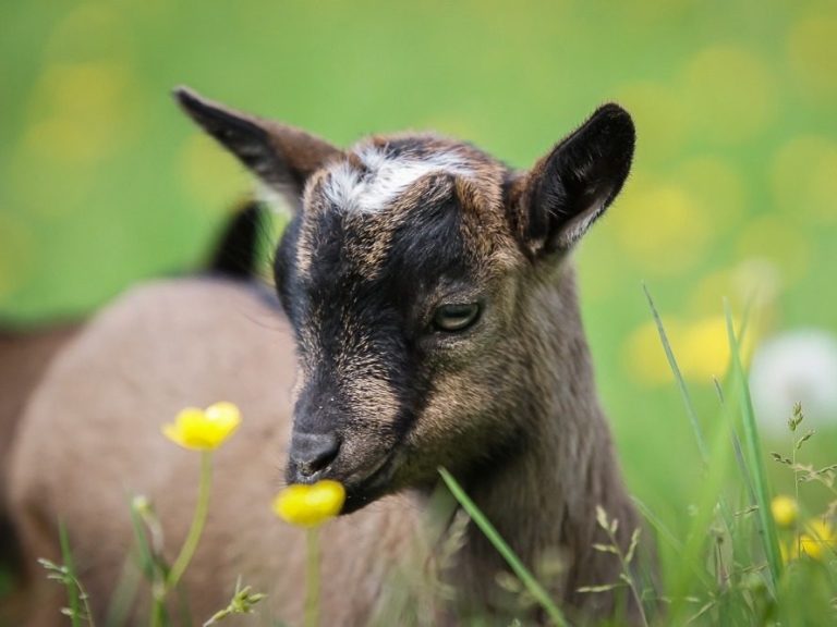 Ziege mit schwarzem Kopf und braunem Fell, umgeben von grünen Wiesen und gelben Blumen.