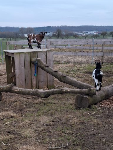 Zwei Ziegen auf einem Holzturm, eine Ziege steht daneben auf einem Baumstamm.