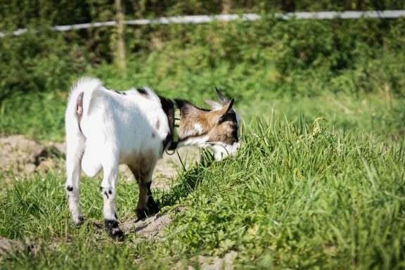 Eine Ziege, die auf einer Wiese grast und den Boden sniff.