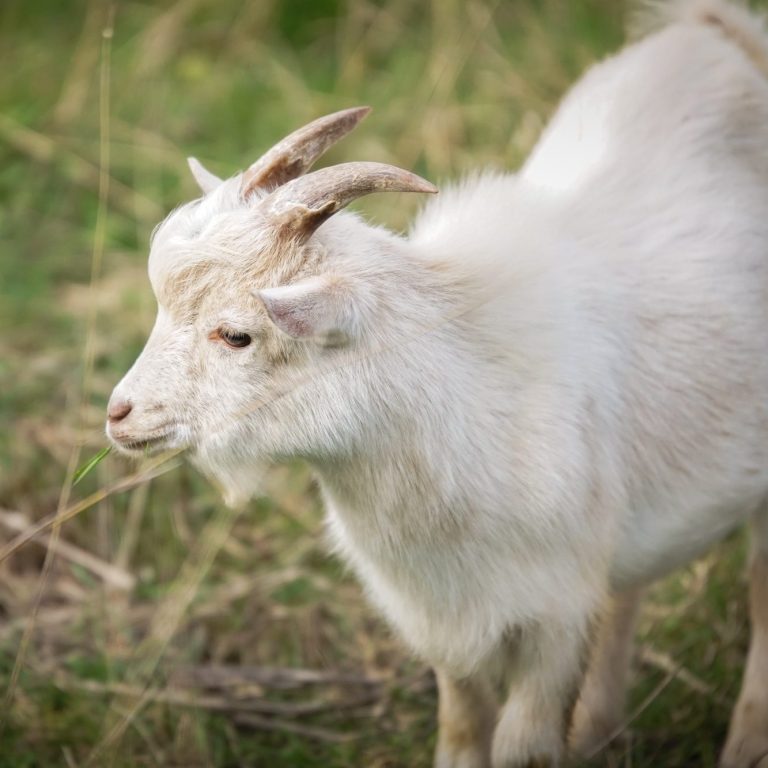 Zwergziege Ziege mit schwarzem und weißem Fell, aufrecht stehend und neugierig blickend.