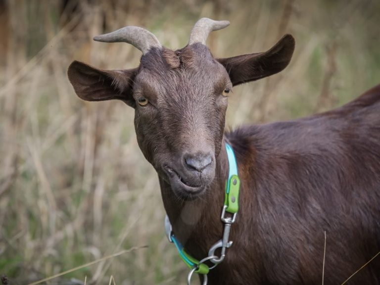 Schwarze Ziege mit einem rosa Halsband steht vor unscharfem Hintergrund.