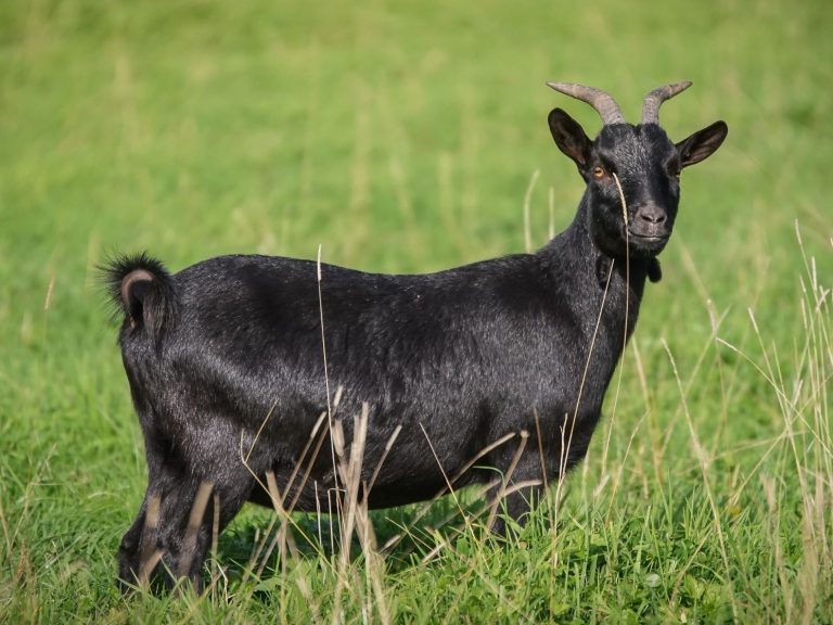 Lakritz Schwarze Ziege mit einem rosa Halsband steht vor unscharfem Hintergrund.