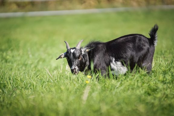 Schwarze Ziege grast auf einer grünen Wiese.