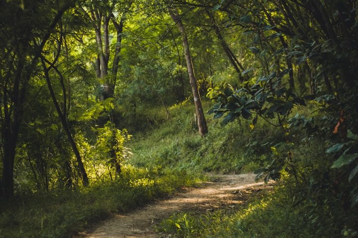 Waldweg umgeben von grünen Bäumen und strahlendem Licht.