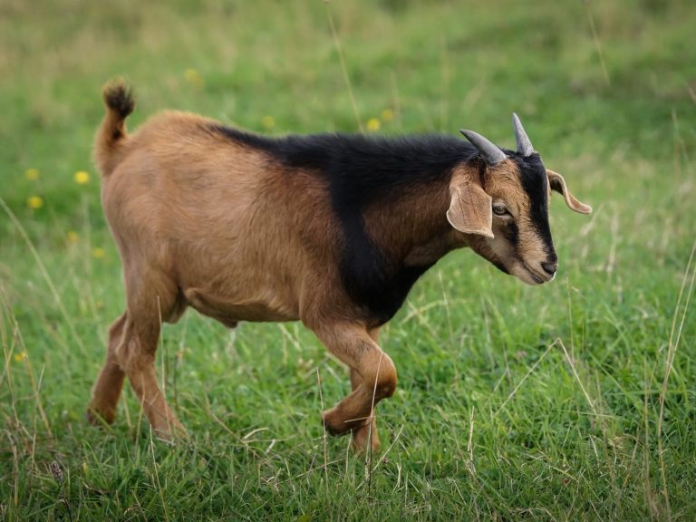 Ziege mit einem gefleckten Fell, die im Grünen grast.
