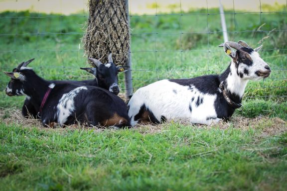 Drei Ziegen liegen entspannt auf einer Wiese, eine schwarze und zwei schwarz-weiße.