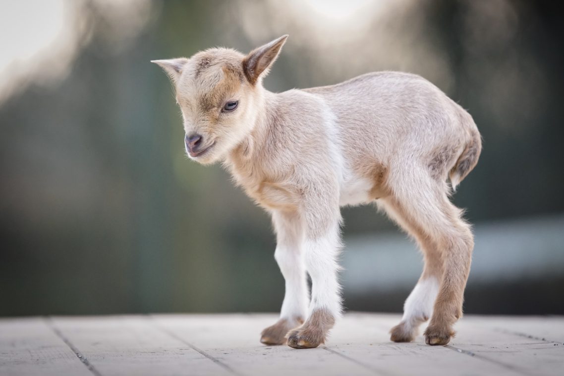 2026: 1.0 PEANUT Westafr. Zwergziege von SIMBA