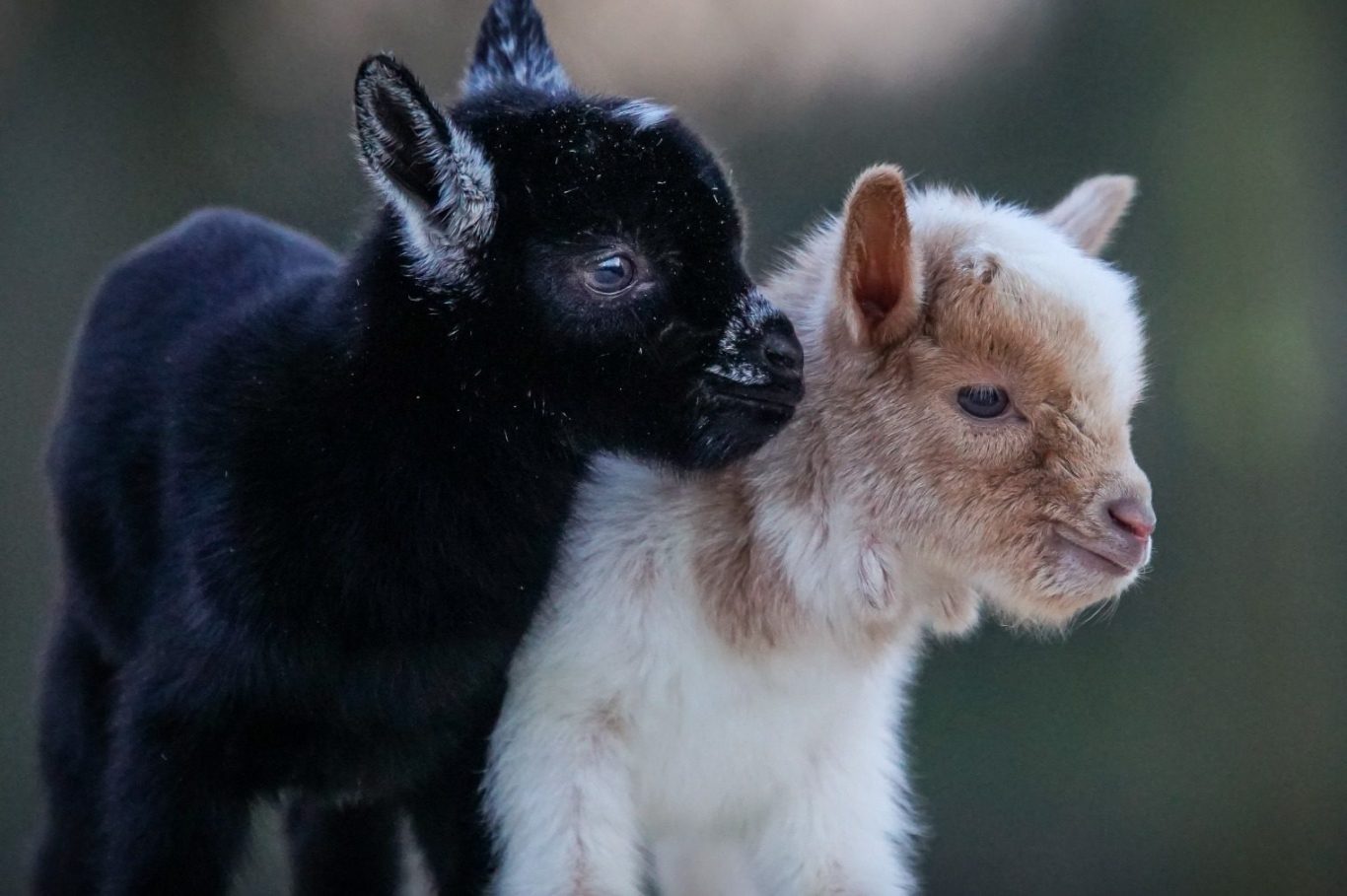 Eine junge Ziege liegt entspannt auf einem Holzbrett im grünen Gras.