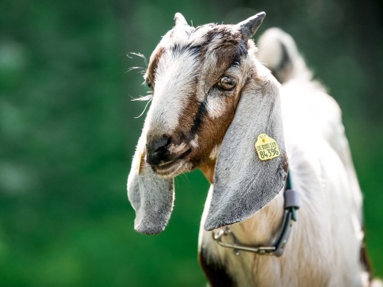 Ziege frisst Gras im Freien, trägt ein Halsband und hat helle Flecken.
