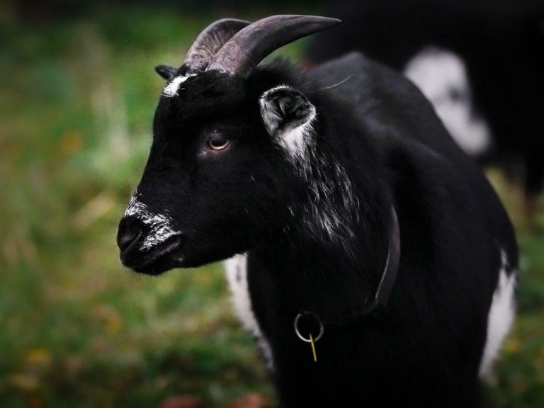 Kalle Schwarze Ziege mit weißem Fleck, die auf einer Wiese neben einem Baumstamm steht.